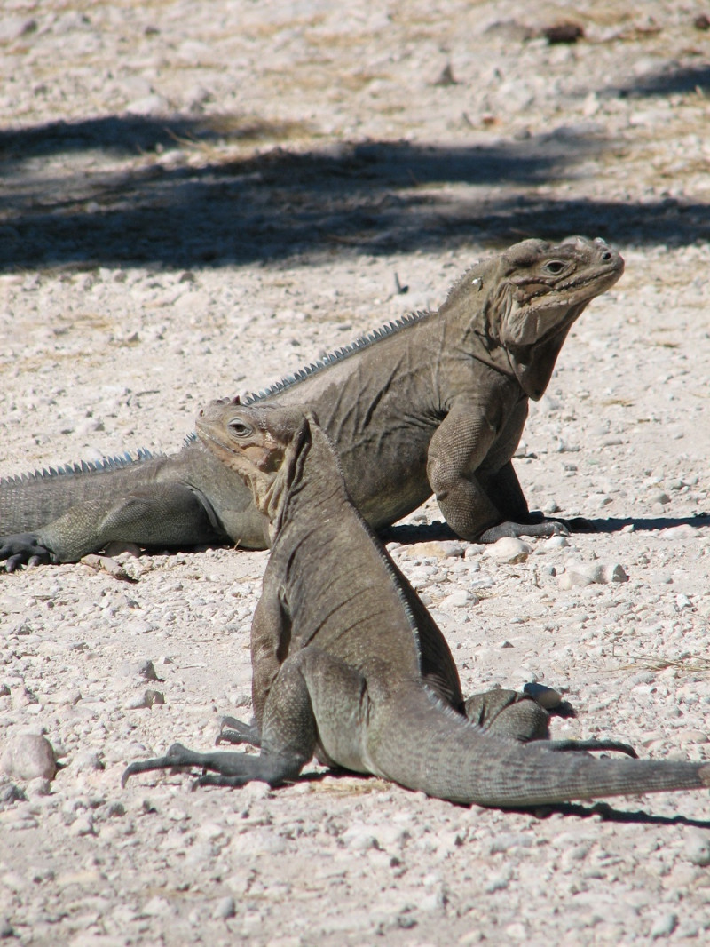 Iguanas Ricord y rinoceronte en el Parque Nacional Lago Enriquillo e Isla Cabritos.