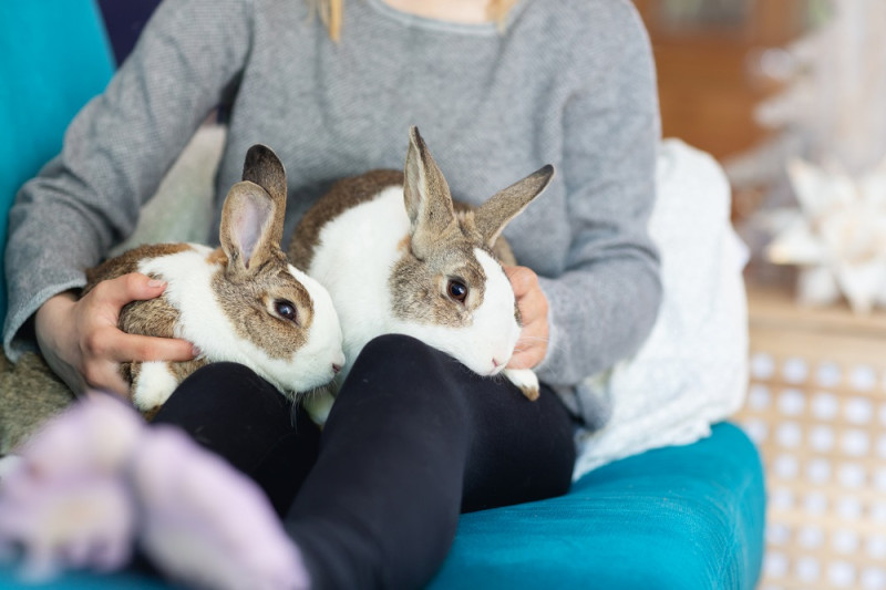 Los conejos son tiernos y ayudan a crear responsabilidad en los pequeños.