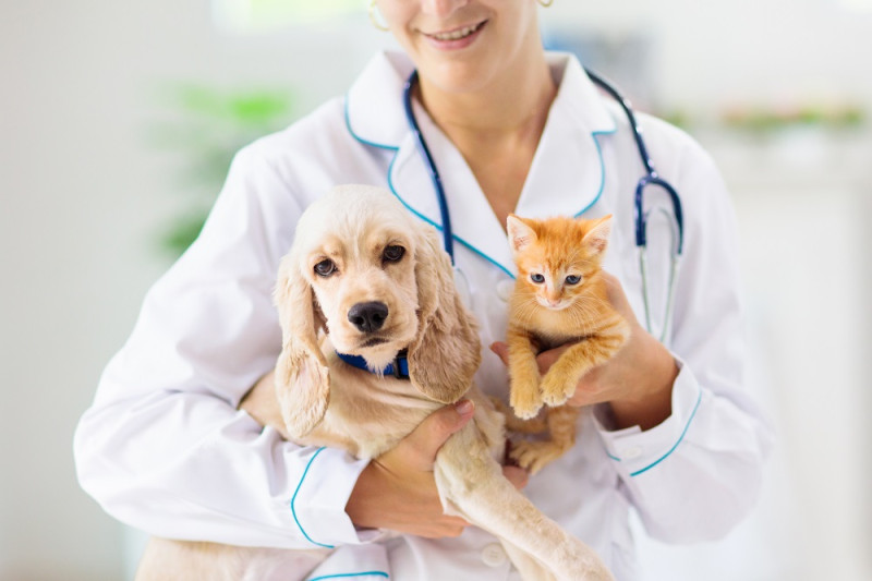 Es importante realizar visitas periódicas al veterinario
