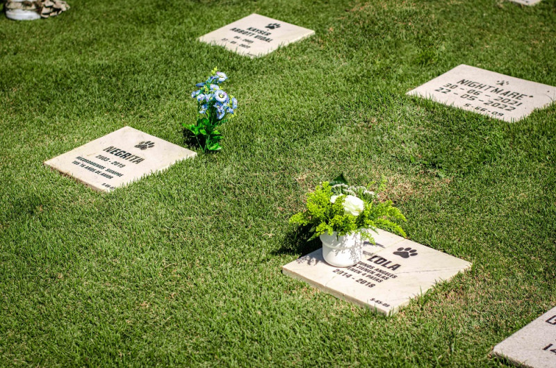 Actualmente existen cementerios donde las personas pueden llevar los restos de sus mascotas a descansar en paz.