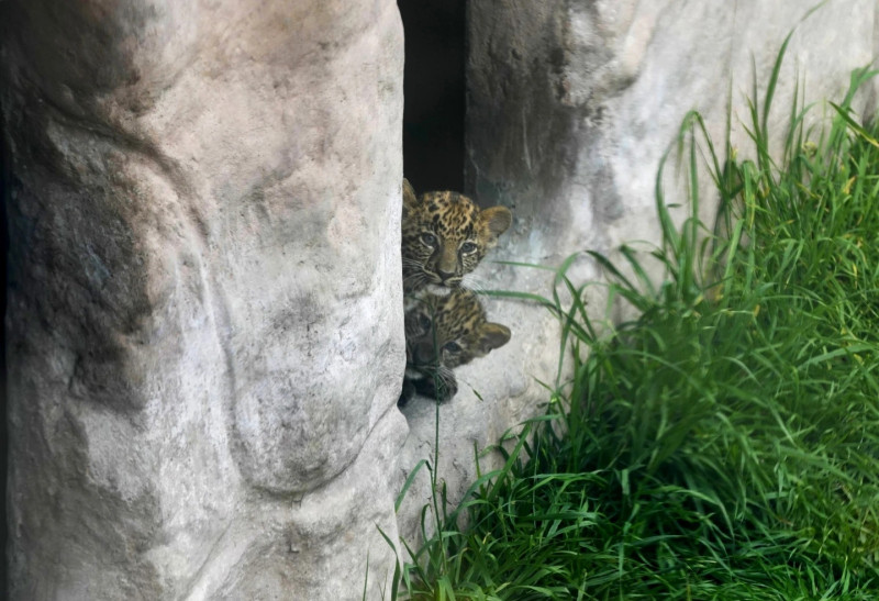 Los hermanos leopardo, tienen poco más de 3 meses