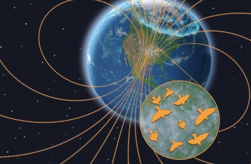 El clima espacial altera la migración nocturna de las aves.