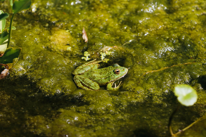 Foto ilustrativa de rana.