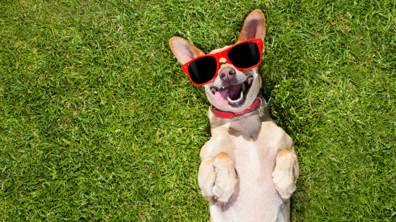 Perro tomando el sol.