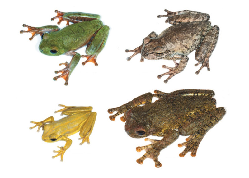 Imágenes de anfibios de La Hispaniola en un artículo publicado en la revista científica Novitates Caribaea.