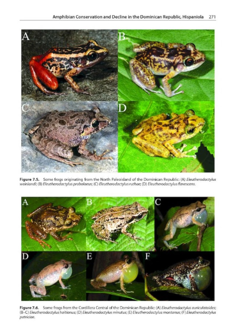 Página con imágenes de anfibios de República Dominicana publicada en "The Conservation and Biogeography of Amphibians in the Caribbean".
