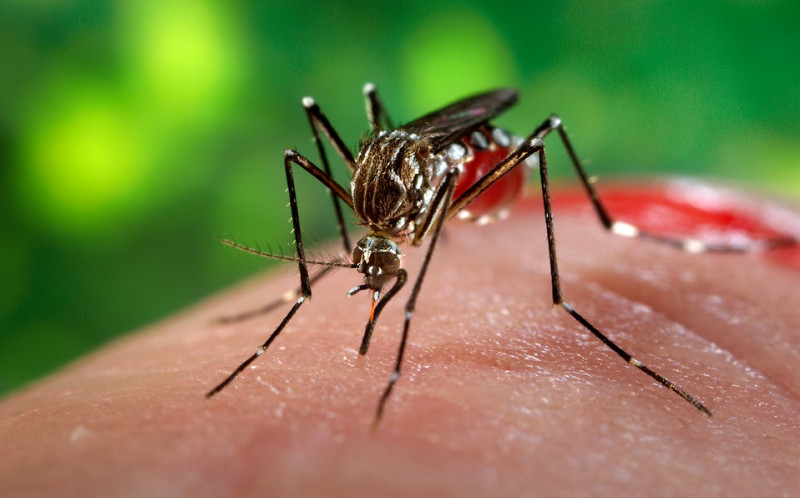 El país está siendo afectado por un aumento de los casos de dengue.