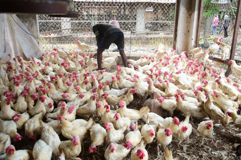 El programa de compra de gallinas ponedoras consiste en el subsidio, por parte del Instituto de Estabilización de Precios (Inespre), de 50.00 pesos por cada gallina.