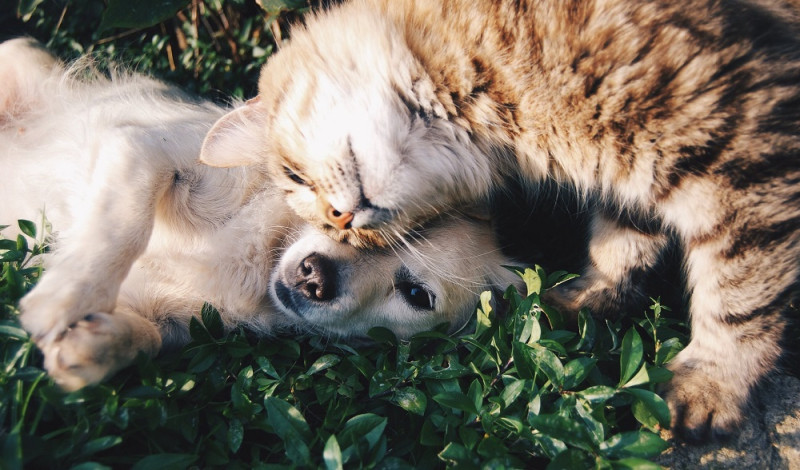 Para la tranquilidad de los amantes de los perros y gatos, no existe evidencia científica que sugiera que puedan ser infectados por el virus del dengue.