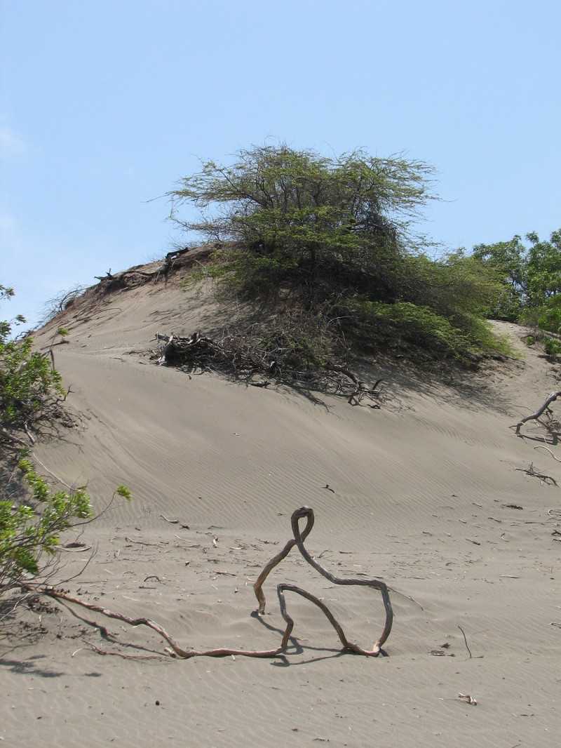 En las dunas abunda vegetación característica del bosque seco.
