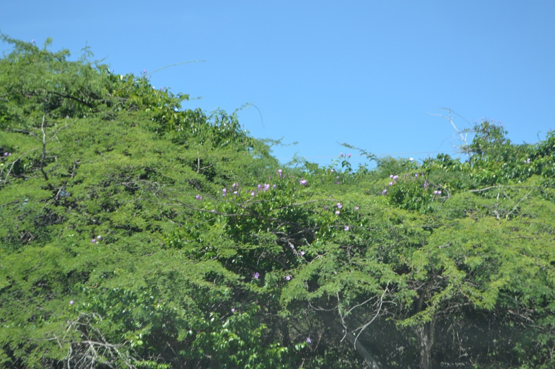 Árboles cubiertos de Cryptostegia grandiflora (vid de caucho) en Las Dunas de Las Calderas.