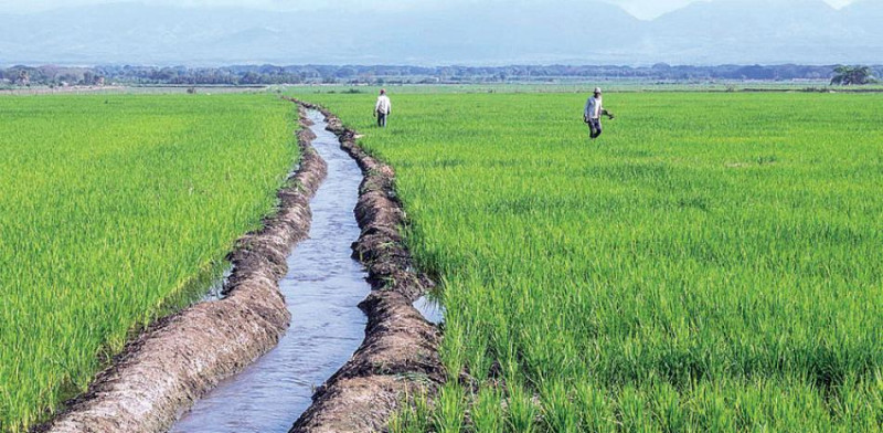 Productores de arroz en la Línea Noroeste reclaman ayuda ante la construcción del canal en el río Masacre por parte de los haitianos.