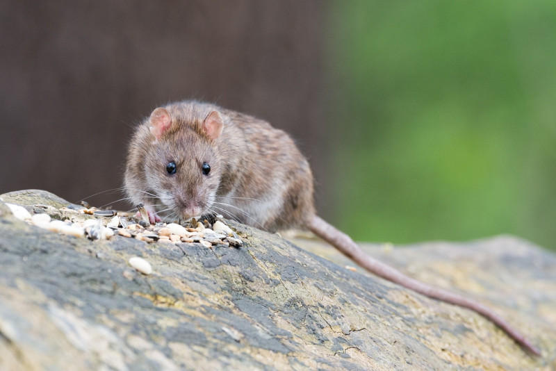 Fotografía ilustrativa de ratón.