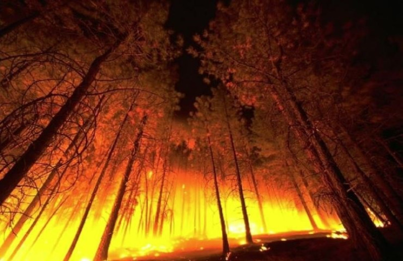 Fotografía de bosque en llamas.