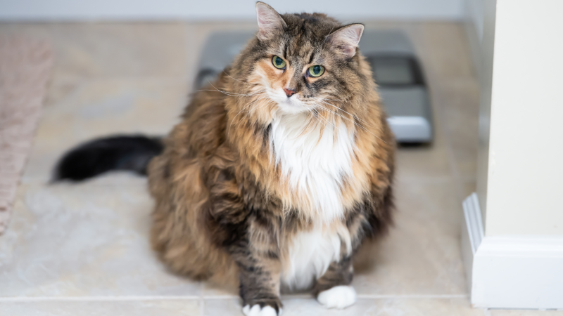 Un aspecto de gran preocupación para los expertos es que muchos propietarios no reconocen el exceso de peso o las condiciones corporales de sobrepeso en sus mascotas.