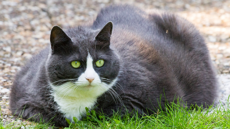 El gato persa, conocido por su pelaje exuberante, el rango de peso adecuado es de 3 a 5.5 kilogramos. El gato siamés, por otro lado, debe mantenerse entre 2 y 4.5 kilogramos