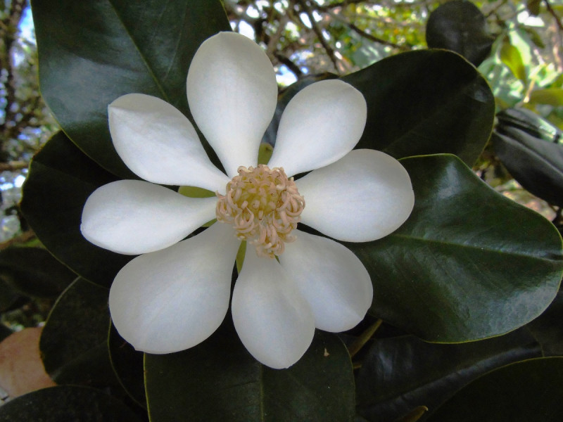Flor de Magnolia pallescens (ébano verde).