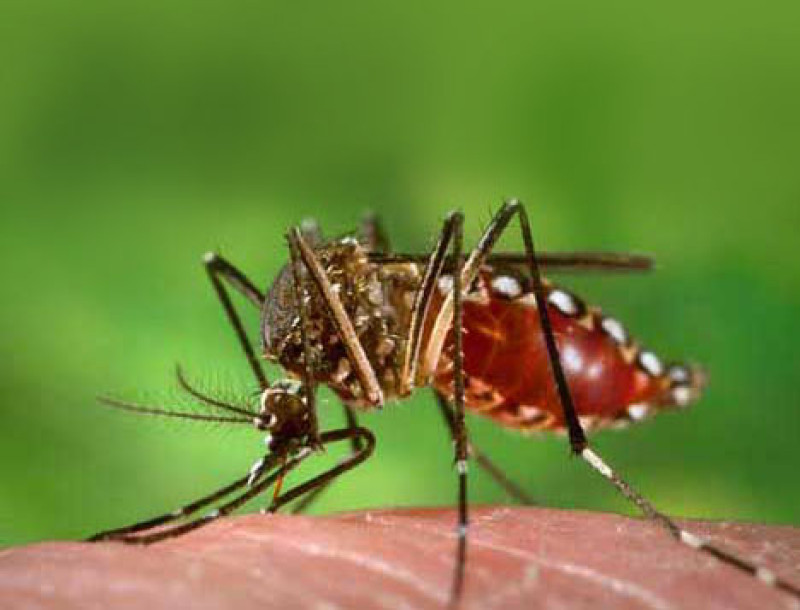 El mosquito transmisor del dengue se cría en aguas limpias.