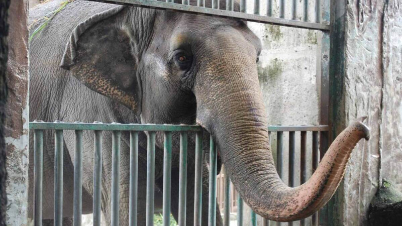 Elefanta Mali en el Zoológico de Manila, Filipinas