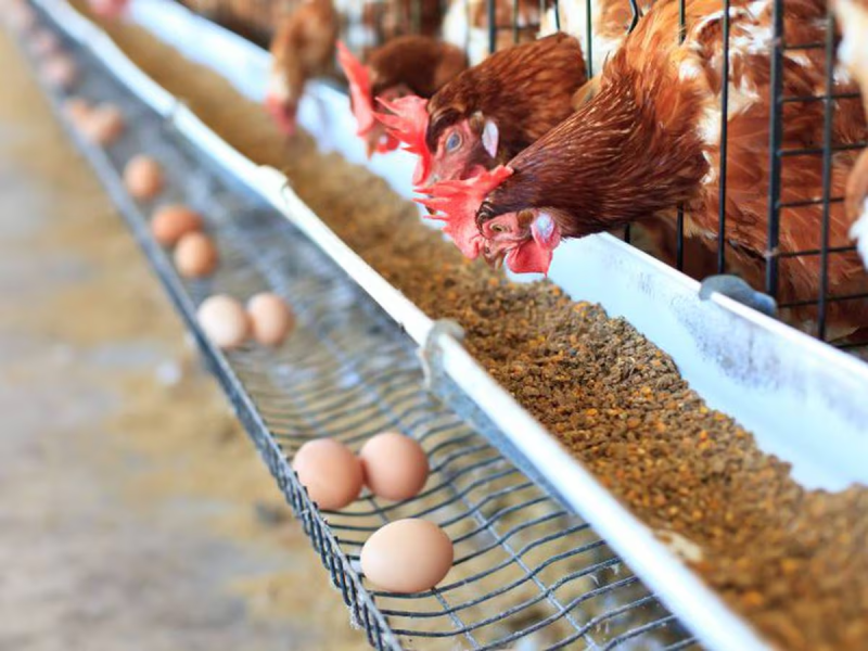 Productores vendieron millones de gallinas para estabilizar el precio del huevo.