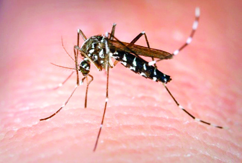 El mosquito transmisor del dengue se cría en aguas limpias.