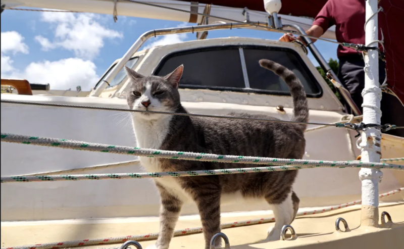 Gato "Oli" a bordo del barco 'Sylph VI'