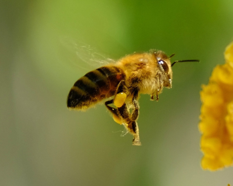 Investigadores reprodujeron la estructura de los ojos de insectos como las hormigas y las abejas para construir un nuevo tipo de brújula.