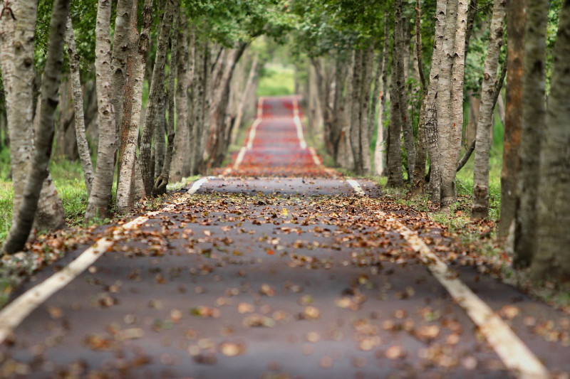 Fotografía muestra camino con hojas en el suelo.