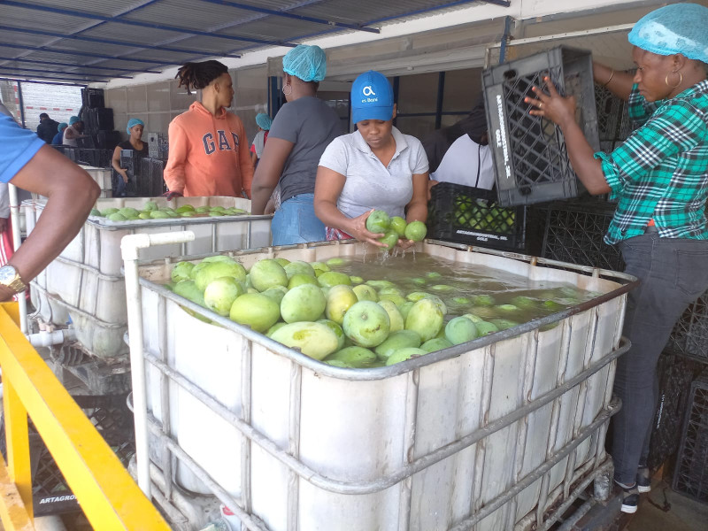 Los dominicanos consideran el mango banilejo como el mejor cultivado del país. Con este fruto se elaboran ensaladas, mermeladas y jugos, y se acompaña postres
