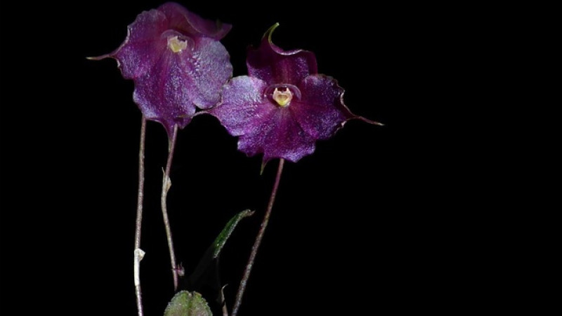 Orquídea Brachionidium montieliae L. Valenz en Perú