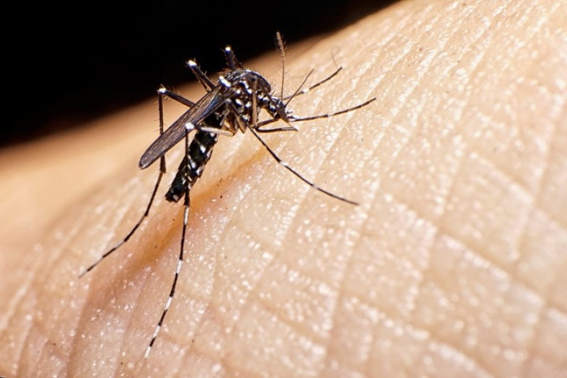 El mosquito del dengue se reproduce en aguas limpias.