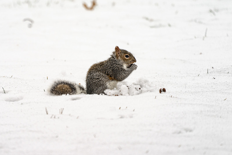 Una ardilla come bellotas en la nieve en Central Park