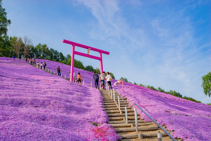 Colina cubierta de hermosas flores en Hokkaido