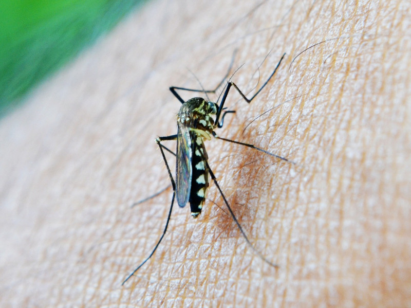 Fotografía muestra a mosquito de la malaria.