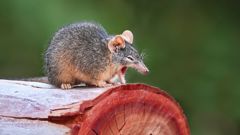 Marsupial antechinus