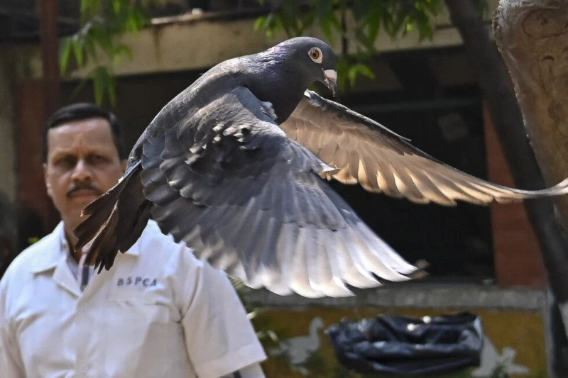Una paloma que fue capturada hace ocho meses cerca de un puerto después de ser sospechosa de ser un espía chino, es liberada en un hospital veterinario en Mumbai, India, el martes 30 de enero de 2024.