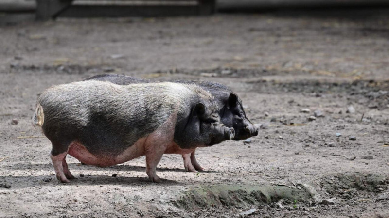 El cerdo doméstico puede vivir entre 15 y 20 años, y necesita cuidados regulares. En pocos meses, Germain se ha hecho así con una cartera de clientes de más de 200, por toda Francia.