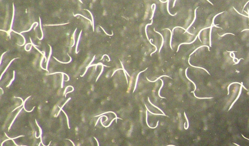 Mirada de cerca a la nueva especie de nematodo, Steinernema adamsi.