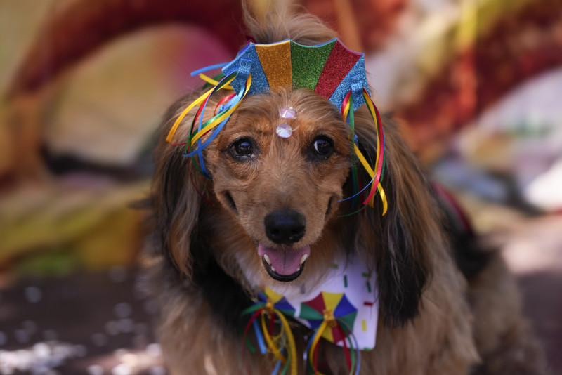 desfile de Carnaval de perros "Blocao"