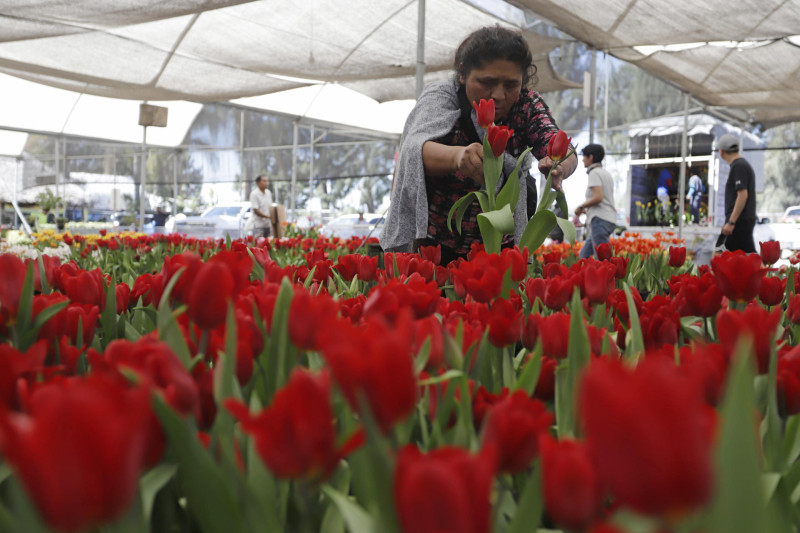 tulipanes previo al Día de San Valentín