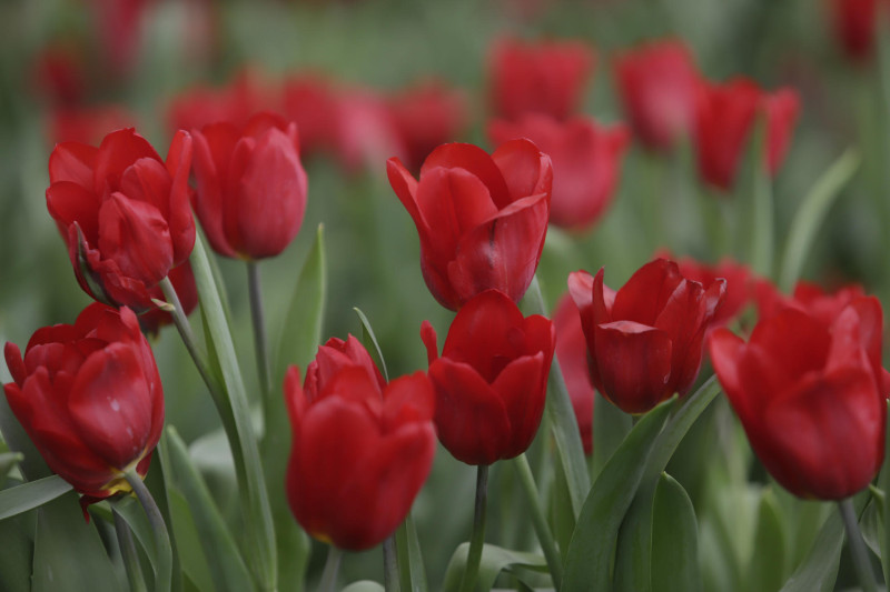 Fotografía de tulipanes previo al Día de San Valentín