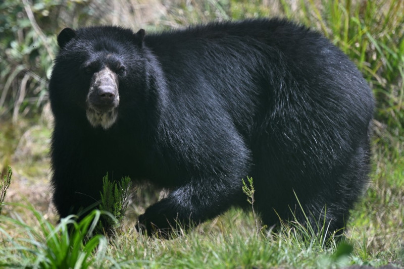 Un oso de anteojos (Tremarctos ornatus) es visto durante la inauguración del santuario dedicado a la conservación de la especie, en la Reserva Natural del Páramo, en el Municipio de Guasca, departamento de Cundinamarca, Colombia, el 21 de febrero de 2024.