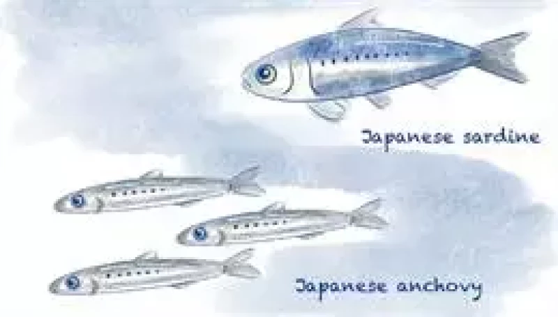 La anchoa japonesa y la sardina japonesa constituyen una gran proporción de la importante población pesquera de la zona