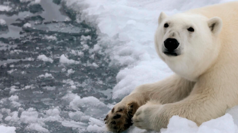 Un oso polar fotografiado en Rusia en 2021.