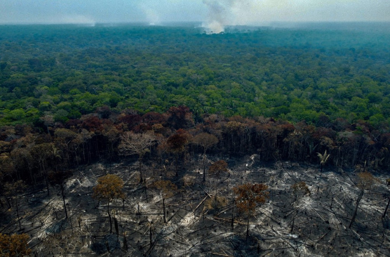Se ven árboles quemados después de que agricultores encendieran hogueras ilegales en Manaquiri, estado de Amazonas, el 6 de septiembre de 2023.
