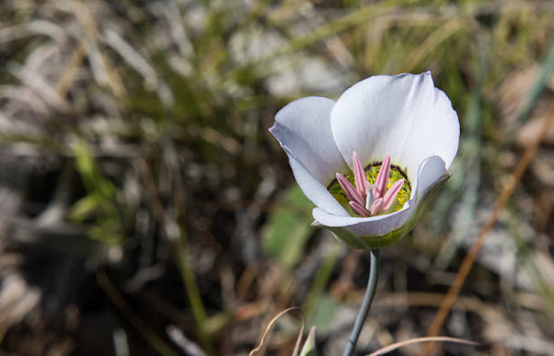Una sola flor silvestre blanca en un campo de hierba en Colorado. La flor es un lirio Mariposa, que es una flor con tres pétalos. La flor tiene un interior rosa y amarillo. El interior de la delicada flor está cubierto de polen.