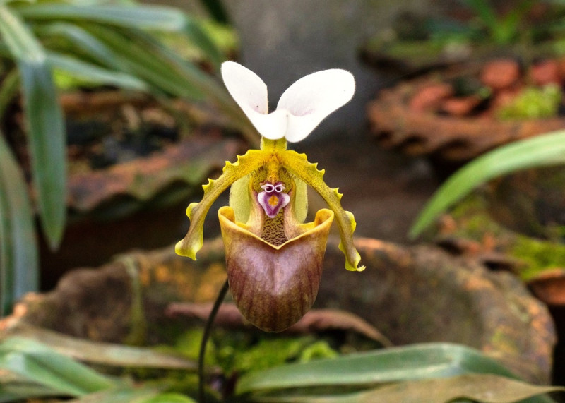 El Festival de Orquídeas brinda la oportunidad de disfrutar y adquirir variedades de estas exóticas especies.