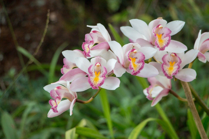 El cultivo de orquídeas goza de mucha aceptación en República Dominicana.