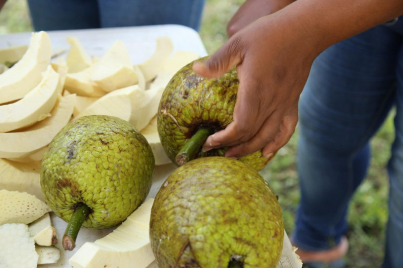 La castaña de masa se puede cultivar en cualquier zona agrícola de República Dominicana.
