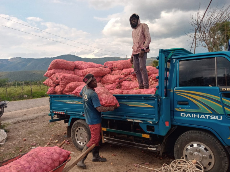 Dos hombres cargan sacos de cebollas a un camión.